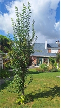 Maison à la vente